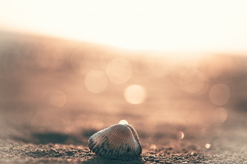 Seashell on Sand — Brown, Serene, Sunset, Photograph