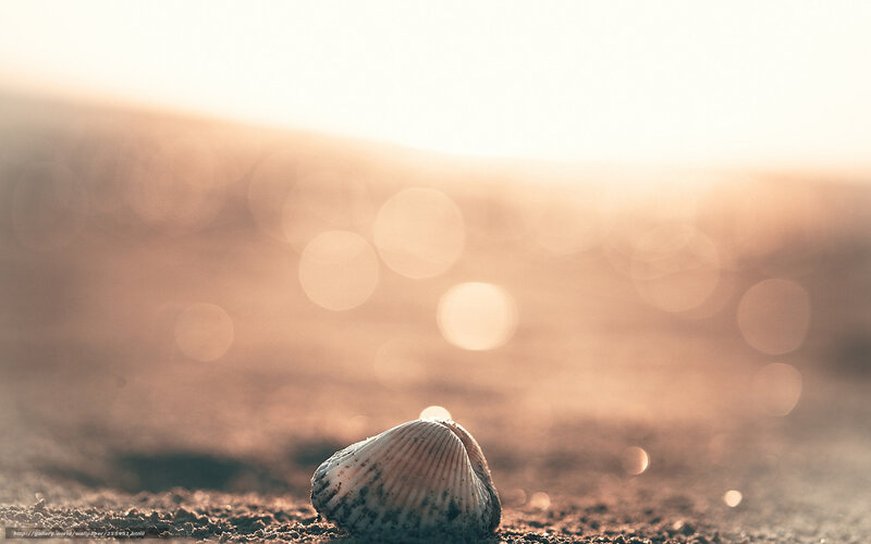 Seashell on Sand — Brown, Serene, Sunset