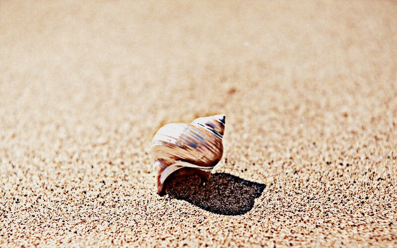Seashell on Sand — Brown, Serene