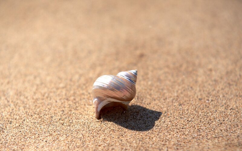 Seashell on Sand — Brown