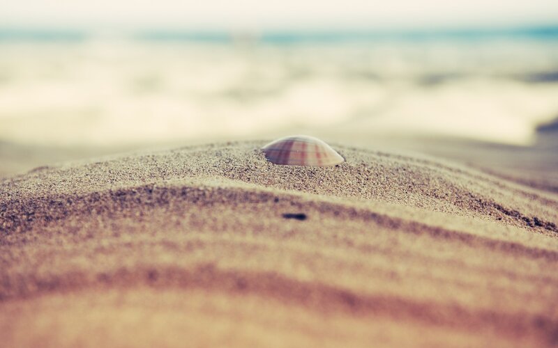 Seashell on Sand Dune — Beige