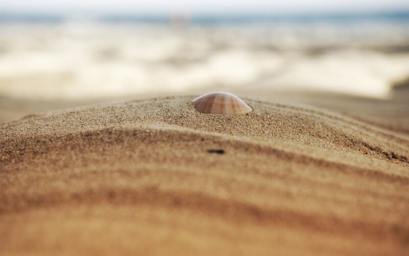 Seashell on Sand Dune — Brown