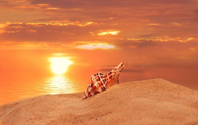 Seashell on Sand Dune — Orange