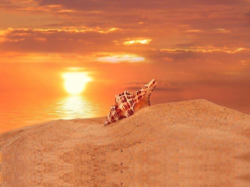 Seashell on Sand Dune
