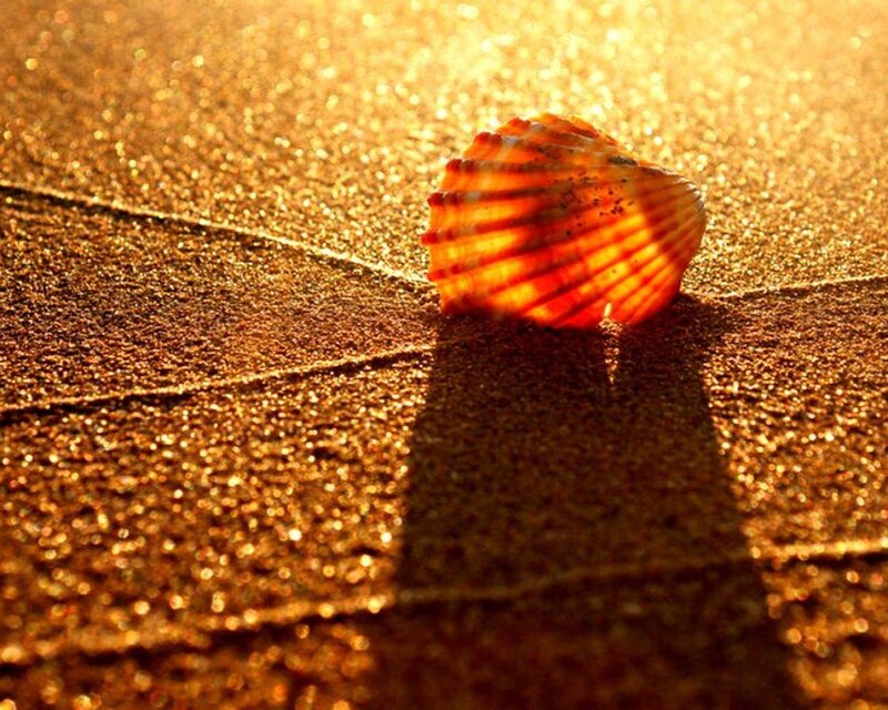 Seashell on Sand — Gold