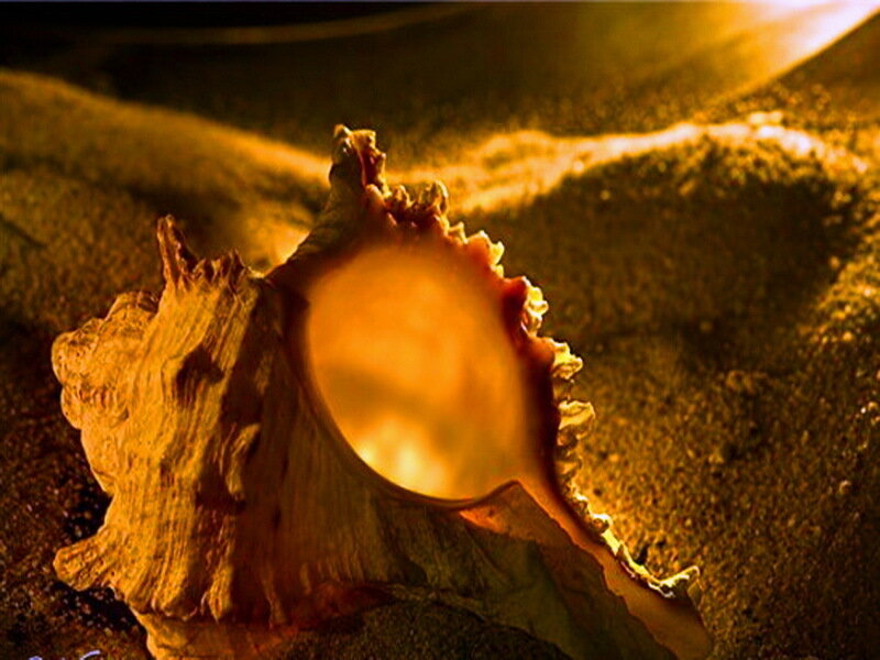 Seashell on Sand