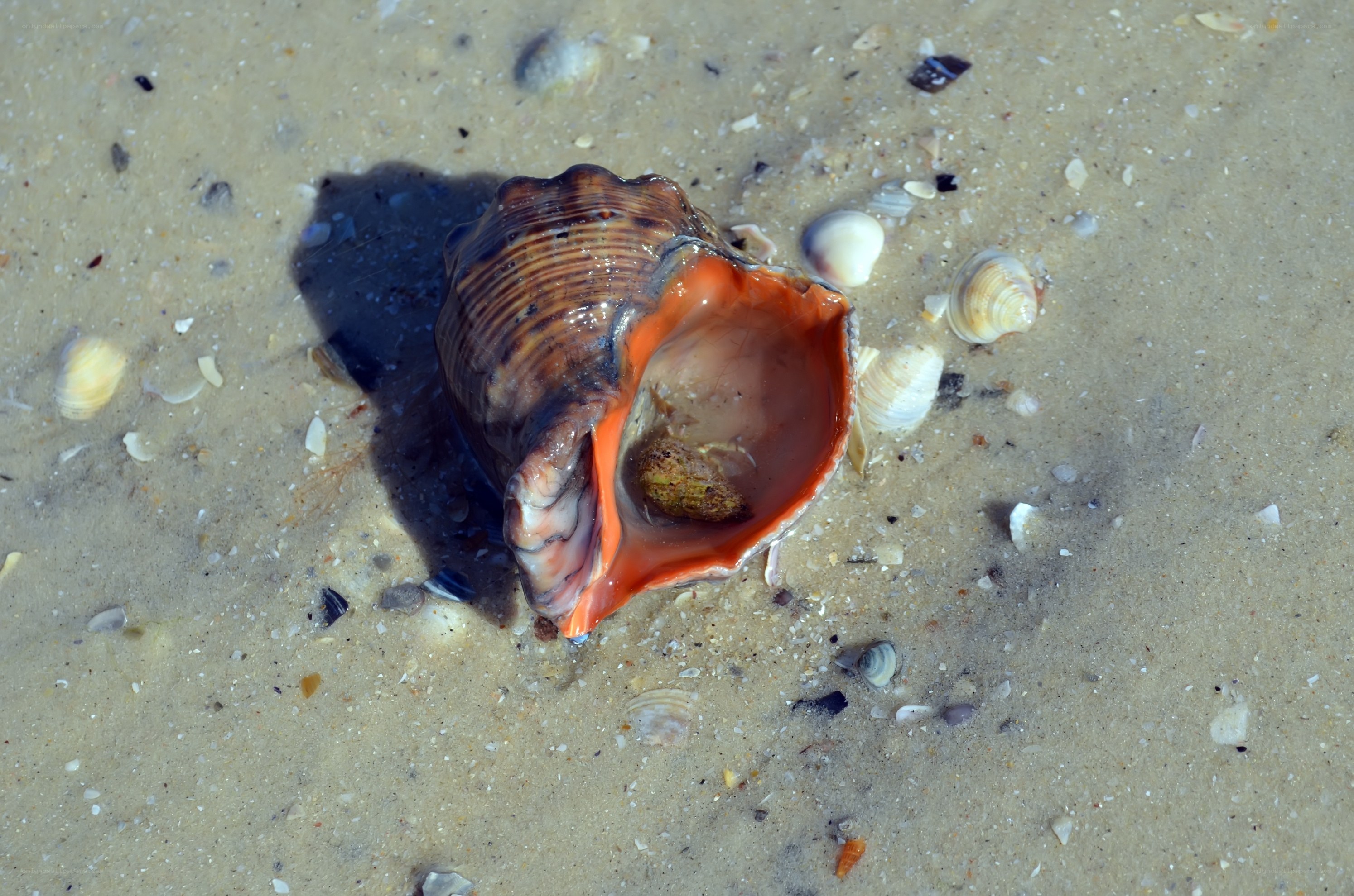 Seashell on sandy beach