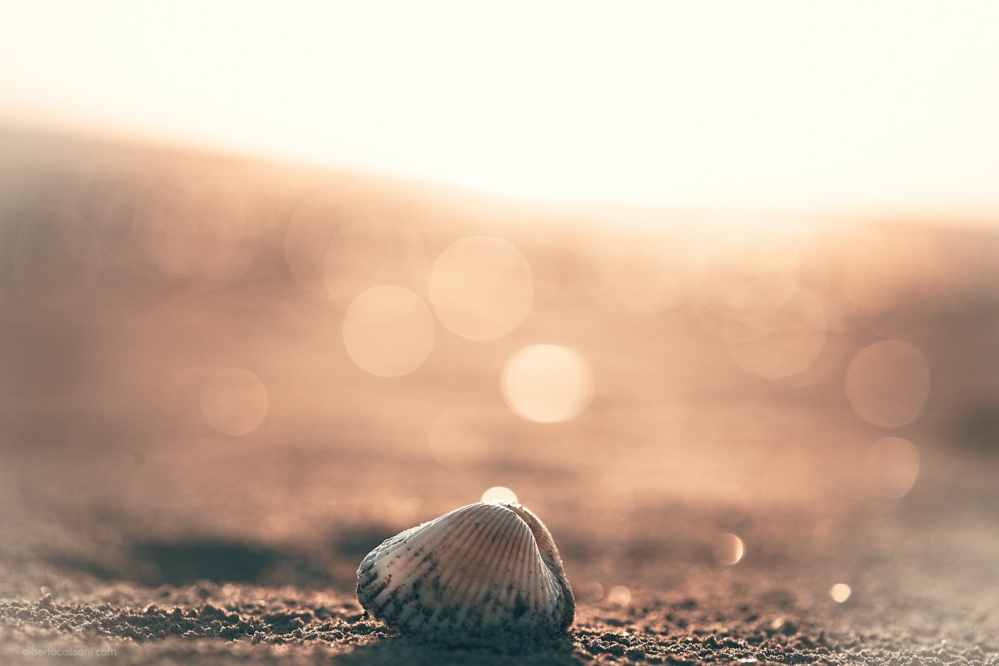 seashell on sandy beach