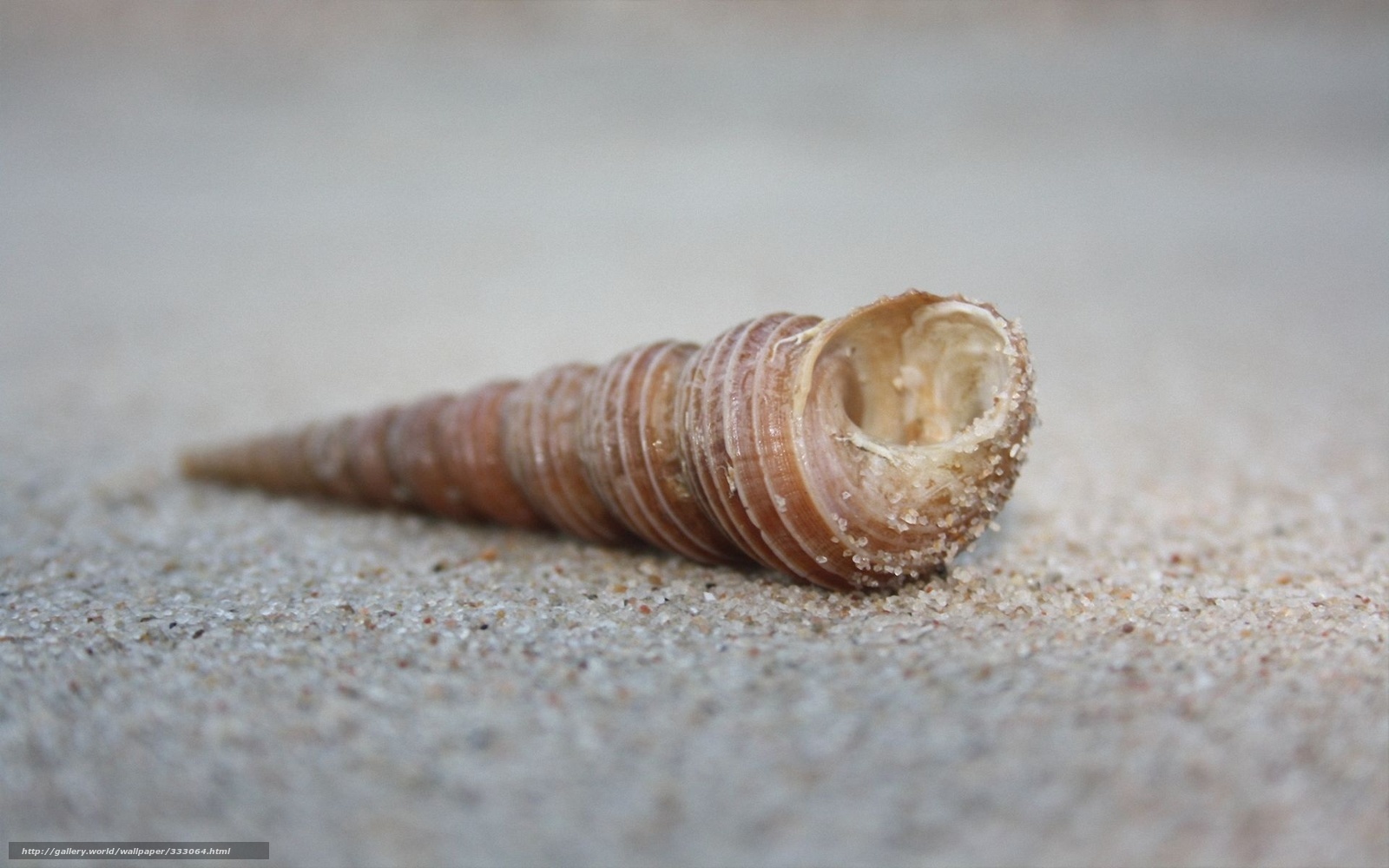seashell on sandy beach