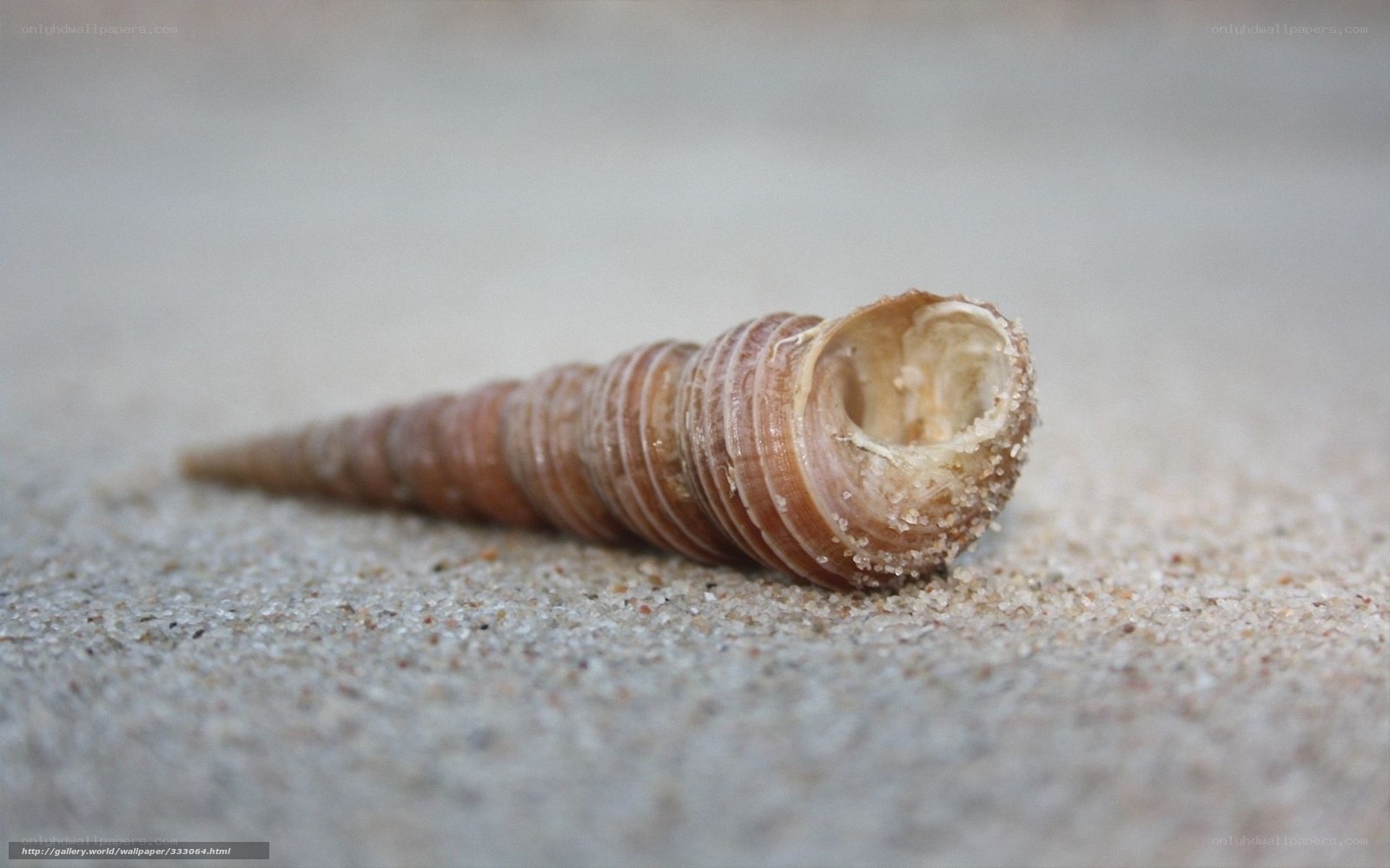 seashell on sandy beach
