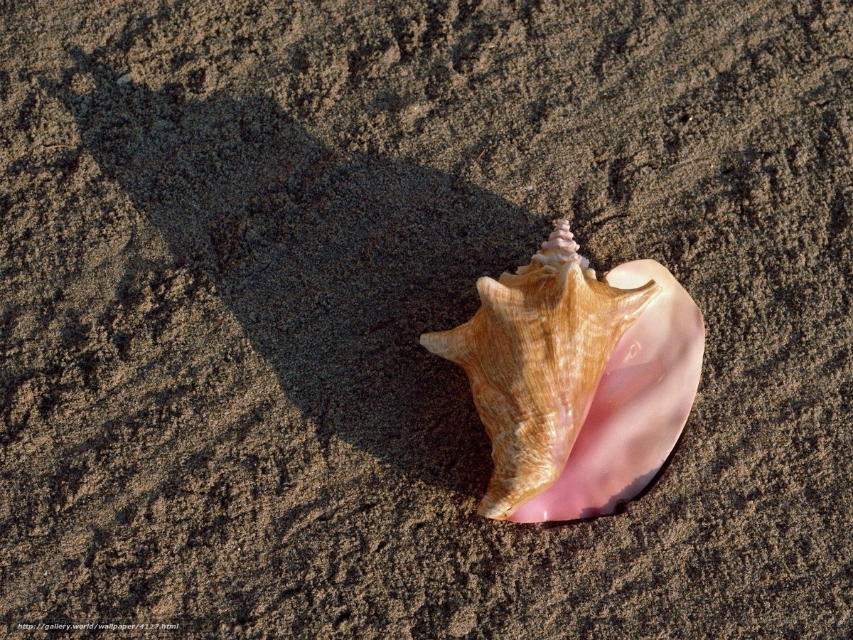 Seashell on sandy beach