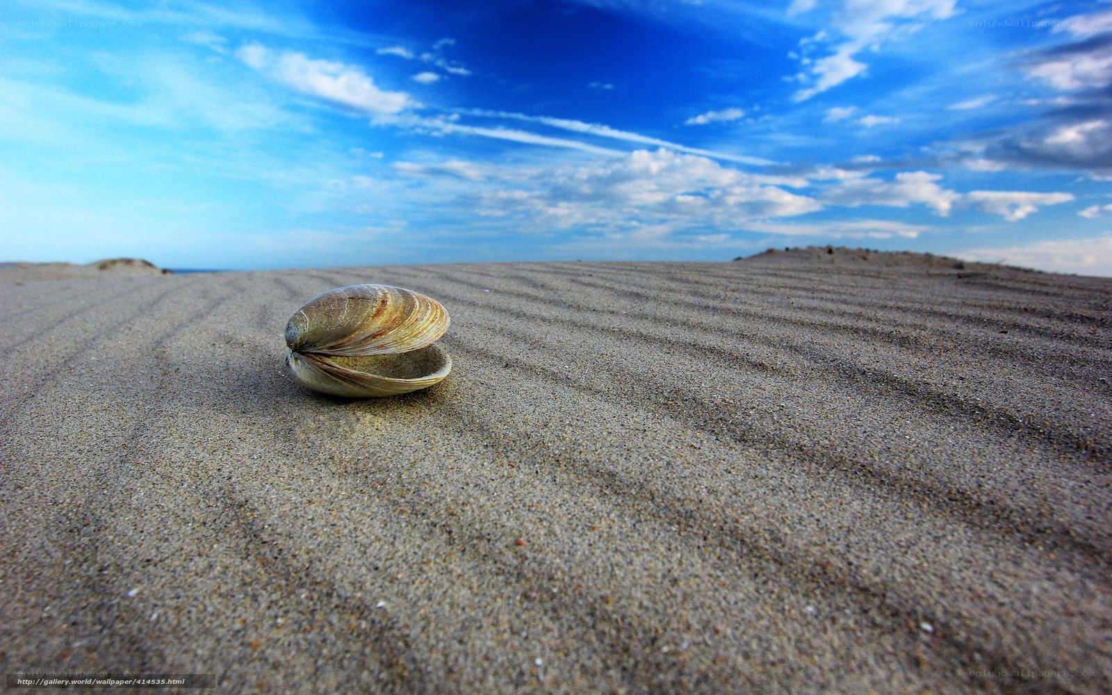 Seashell on sandy beach