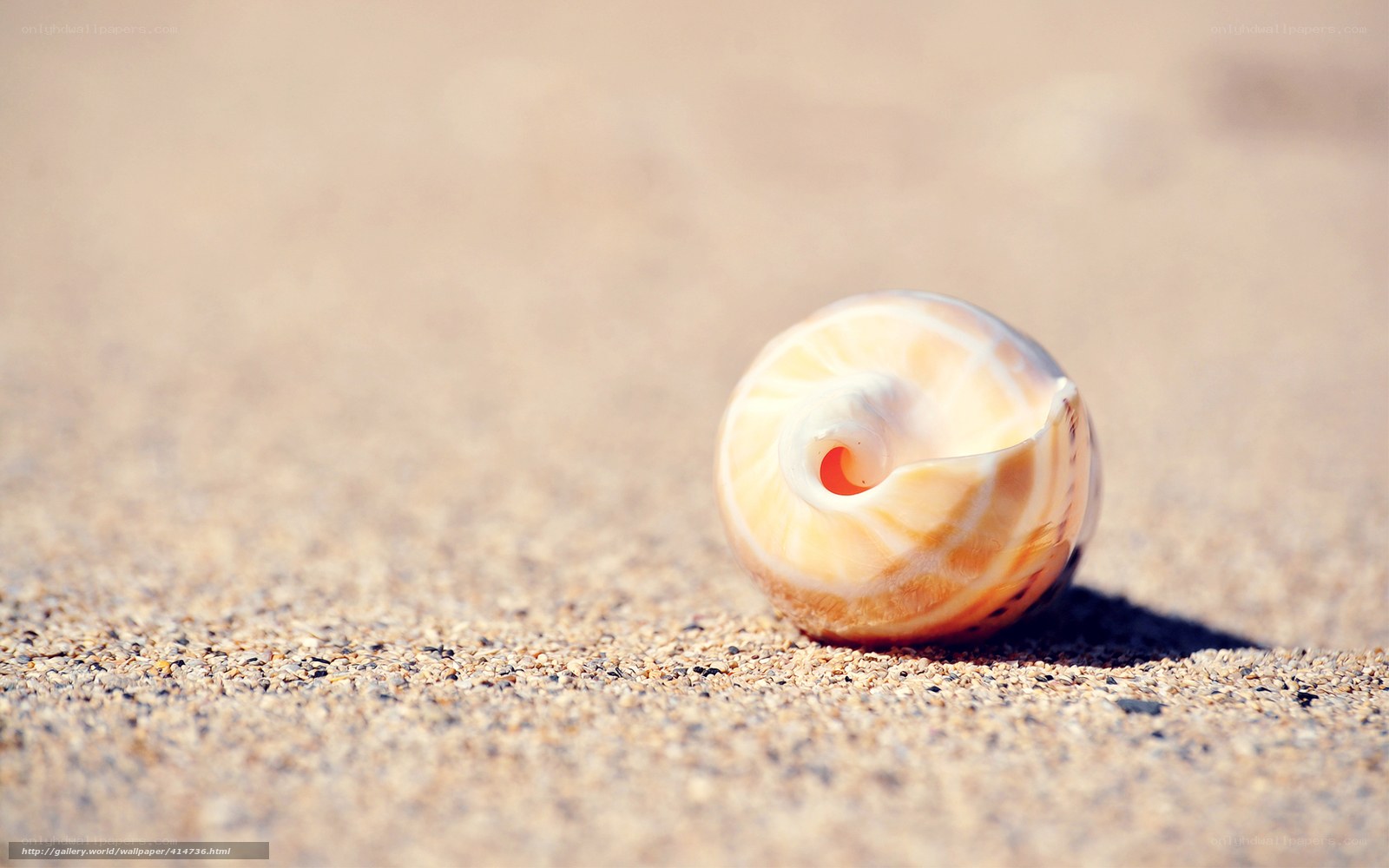 seashell on sandy beach