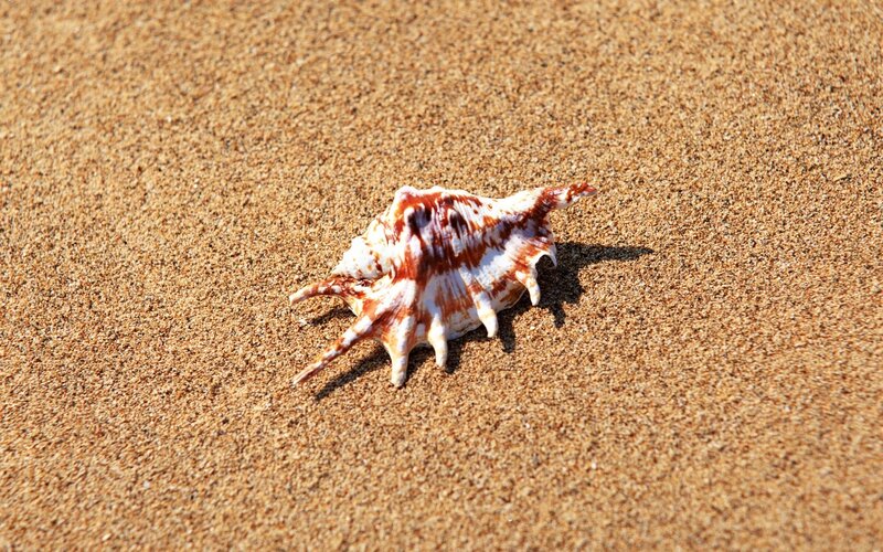 seashell on sandy beach