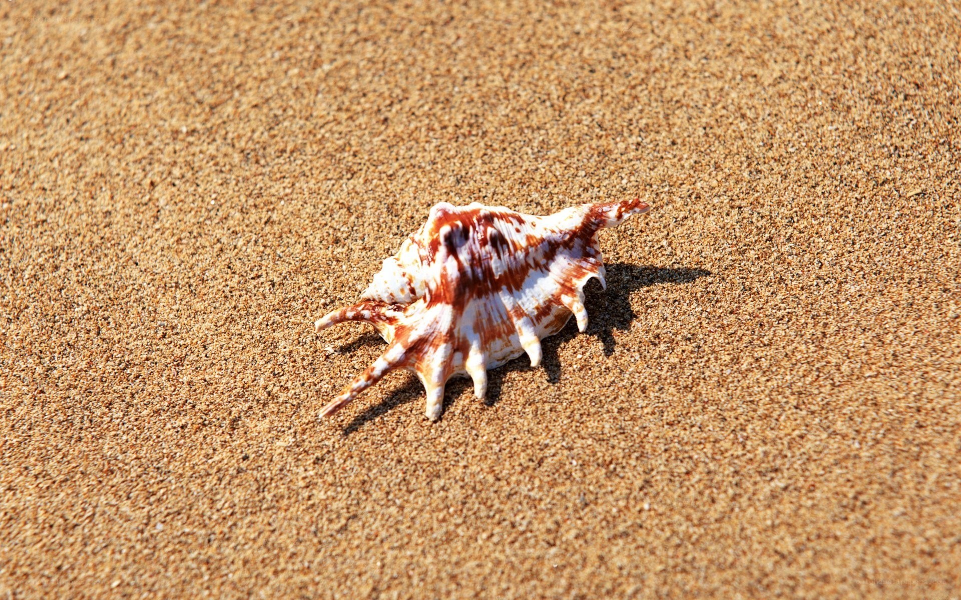 seashell on sandy beach