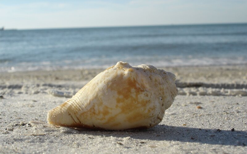 seashell on sandy beach