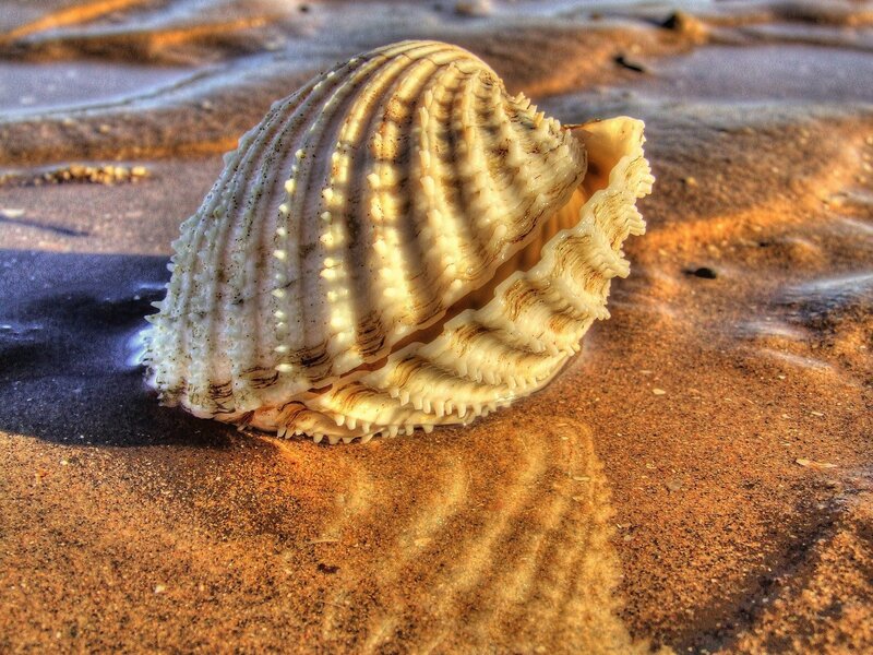 Seashell on sandy beach