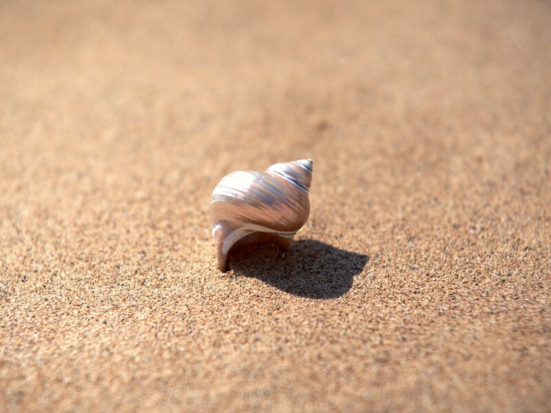 seashell on sandy beach