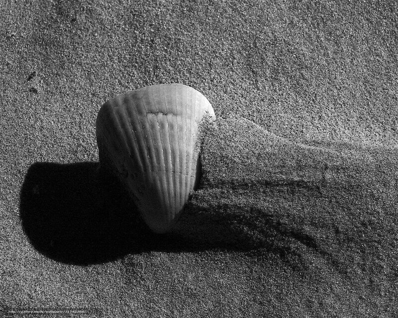 Seashell on sandy beach