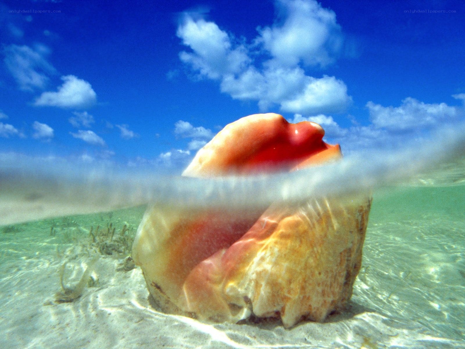 Seashell on sandy beach