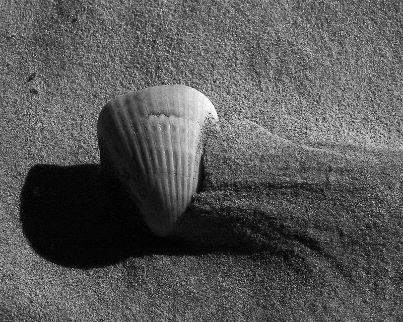 Seashell on sandy beach