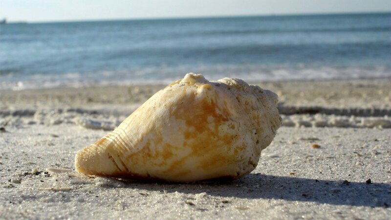 seashell on sandy beach