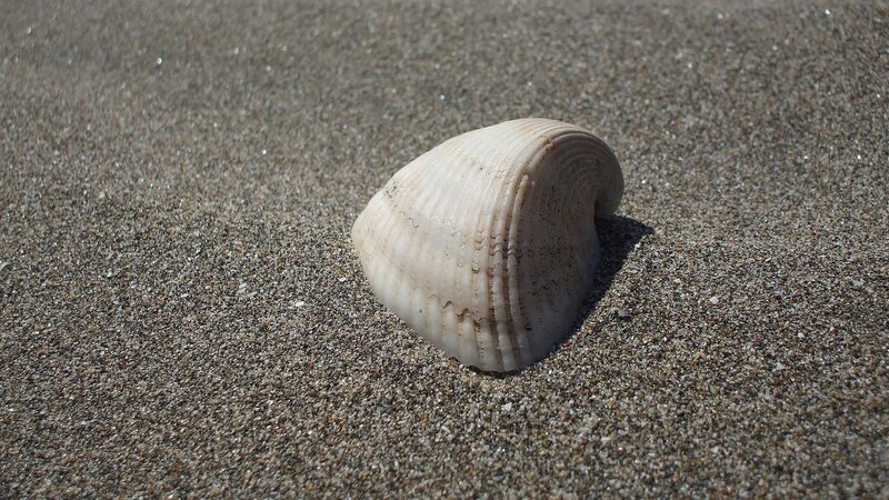 seashell on sandy beach