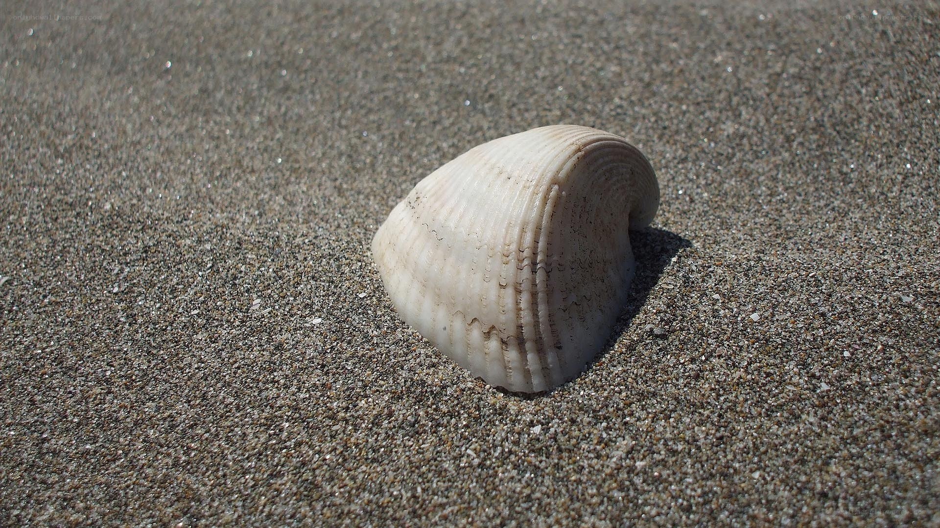 seashell on sandy beach