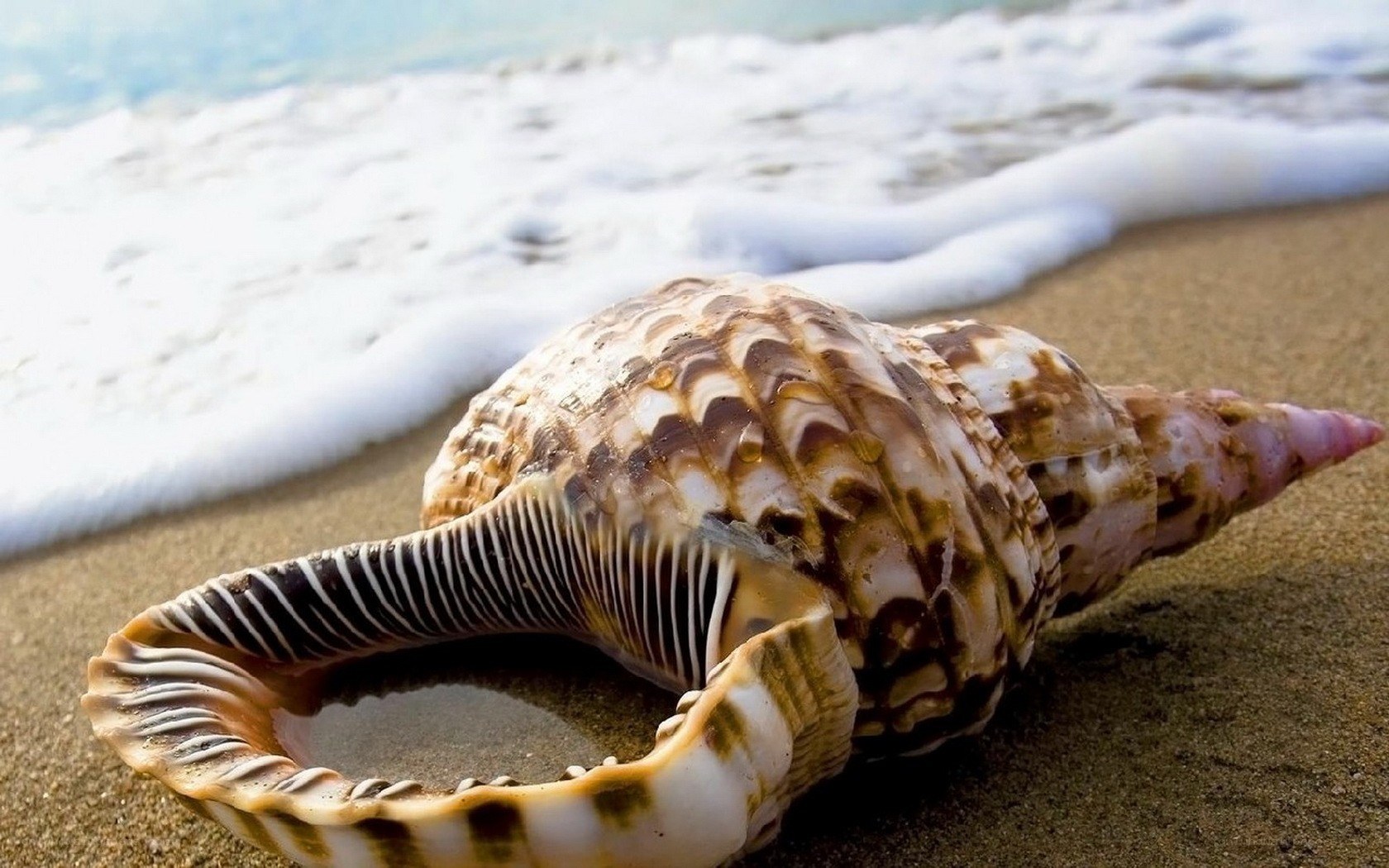 seashell on sandy beach