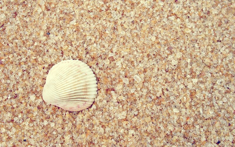 seashell on sandy beach