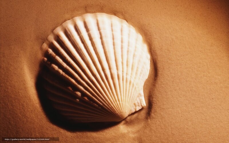 Seashell on sandy beach