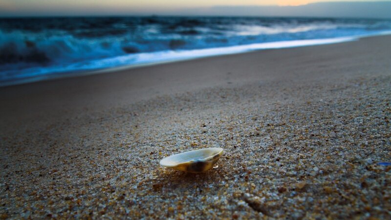 seashell on sandy beach