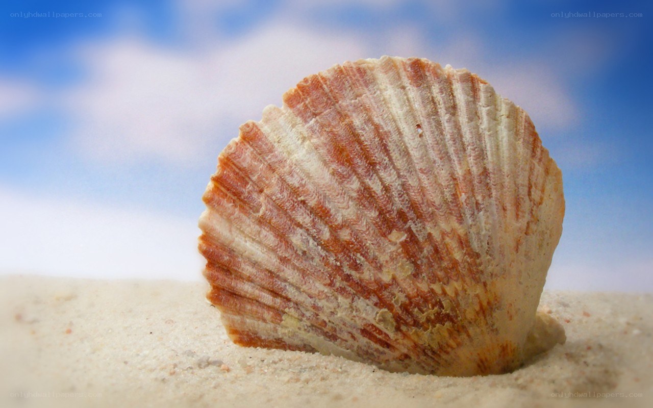 Seashell on sandy beach
