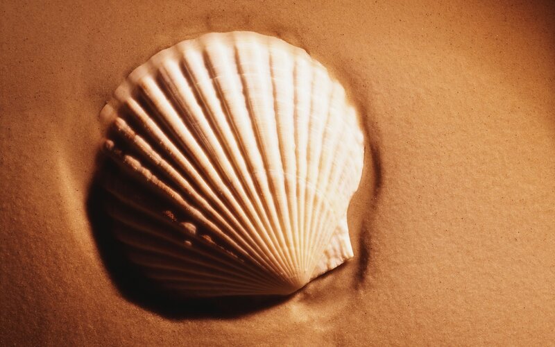 Seashell on sandy beach