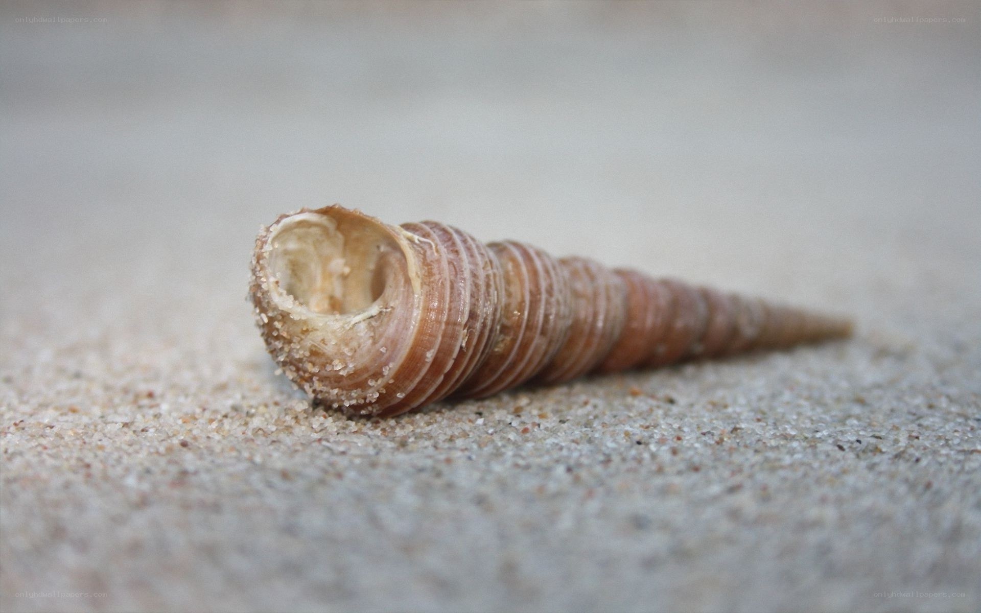seashell on sandy beach