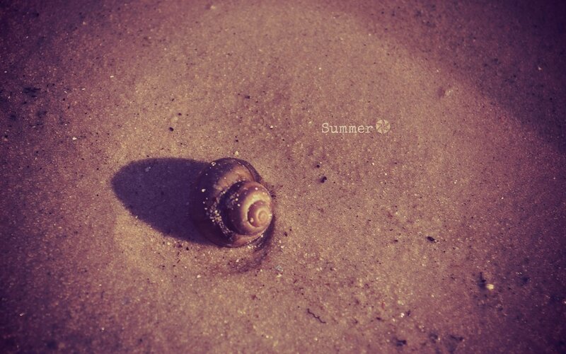 seashell on sandy beach