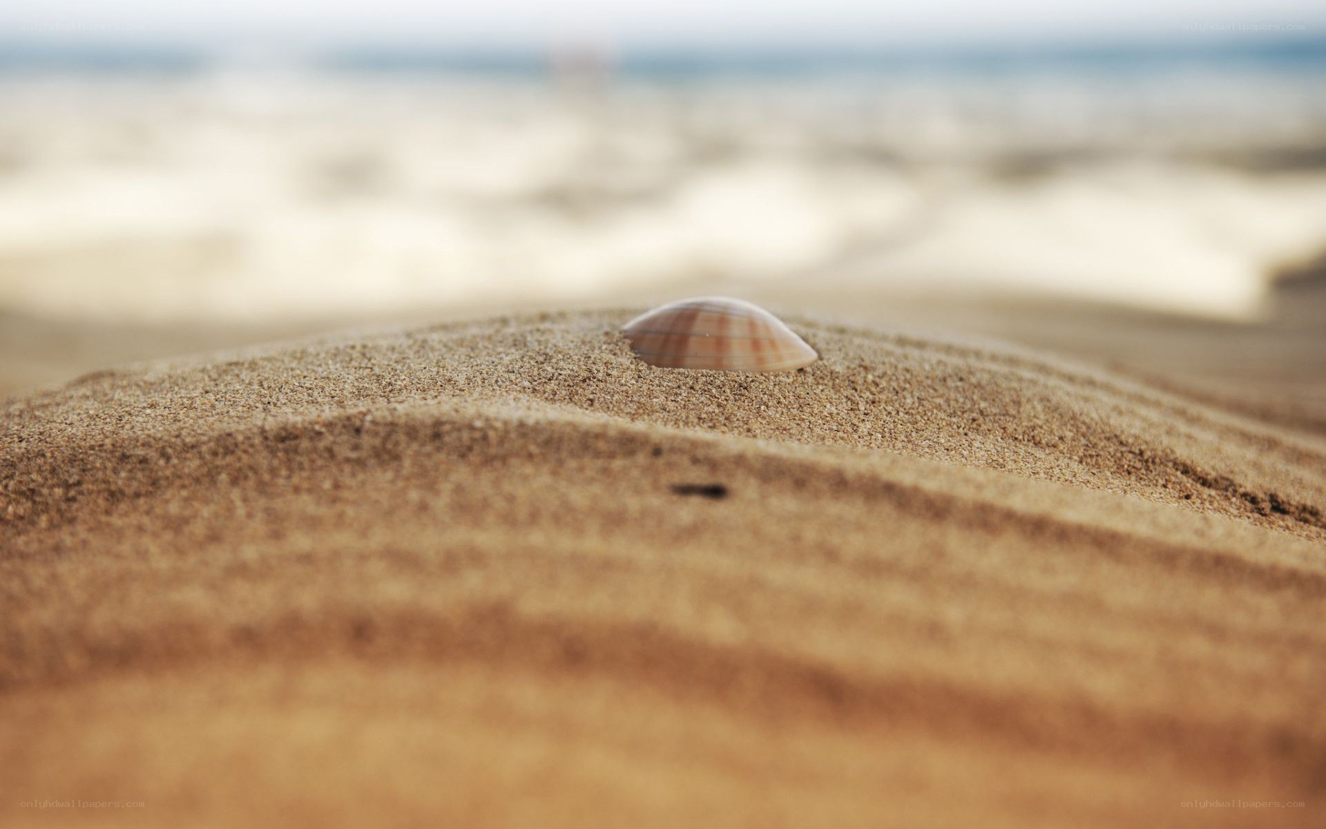 seashell on sandy beach