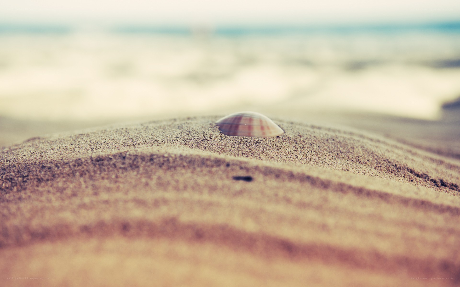 seashell on sandy beach