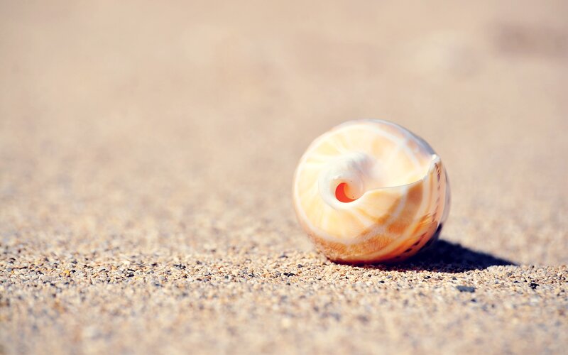 seashell on sandy beach