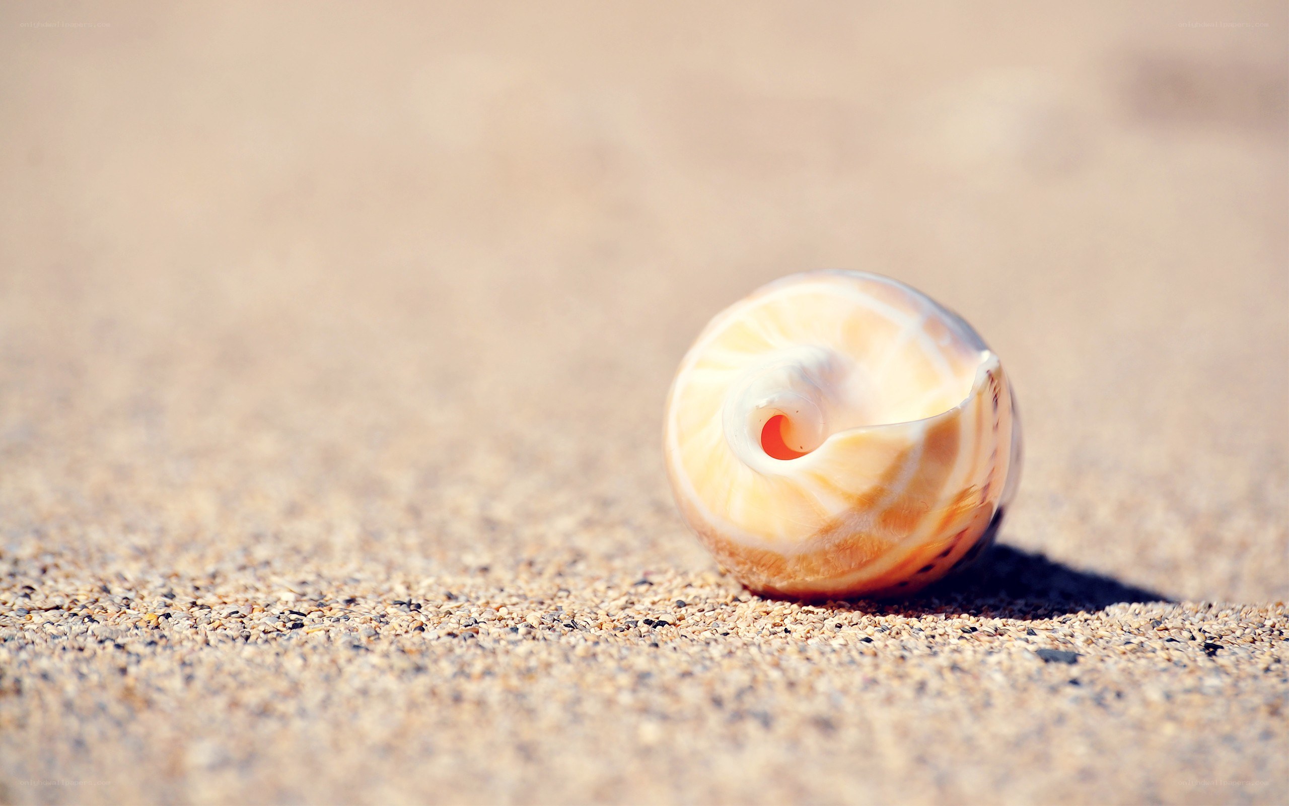 seashell on sandy beach