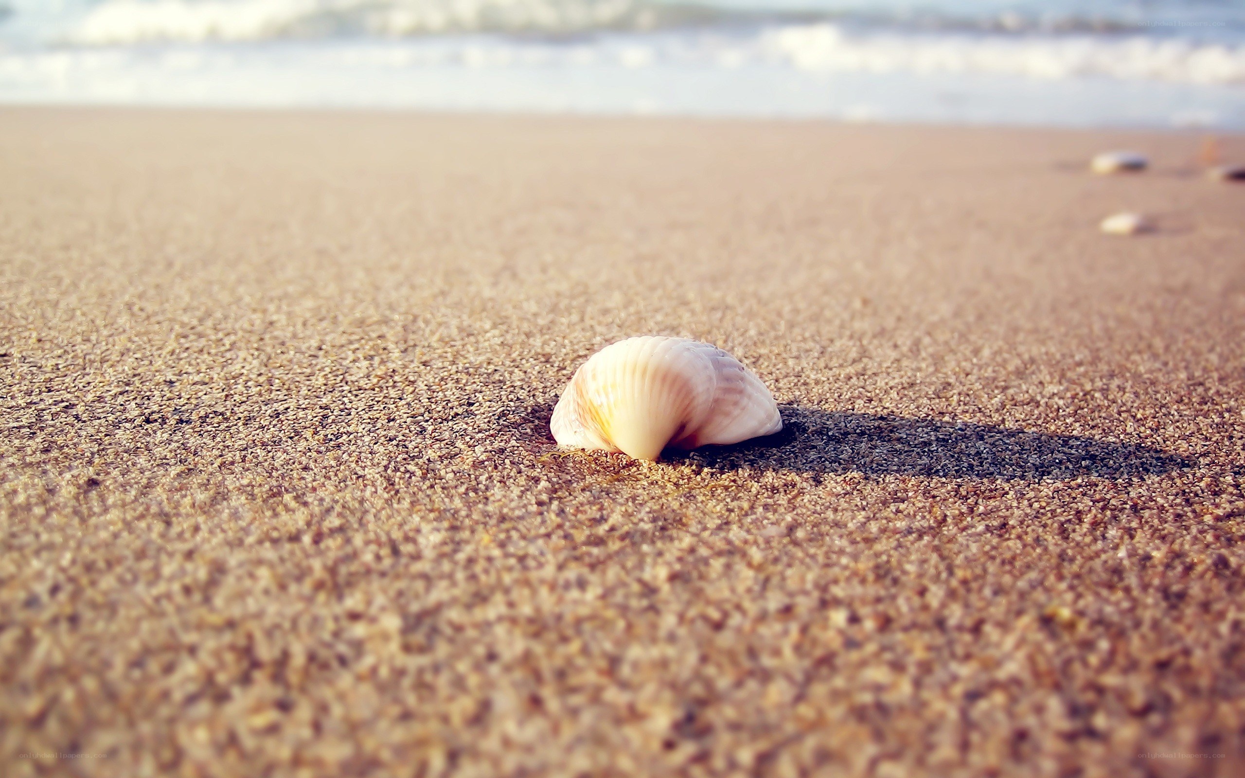 seashell on sandy beach