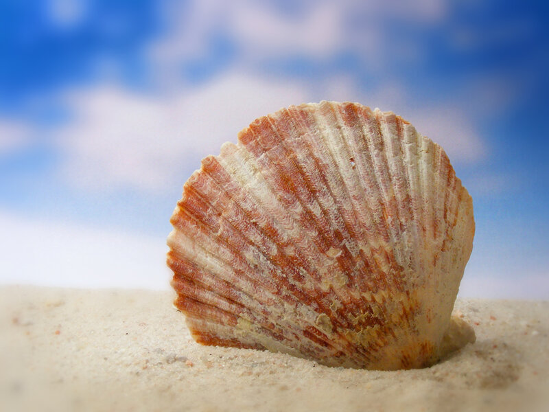 Seashell on sandy beach