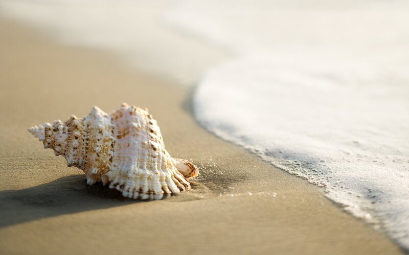 Seashell on Sandy Beach — Beige, Serene, Sunset, Photograph