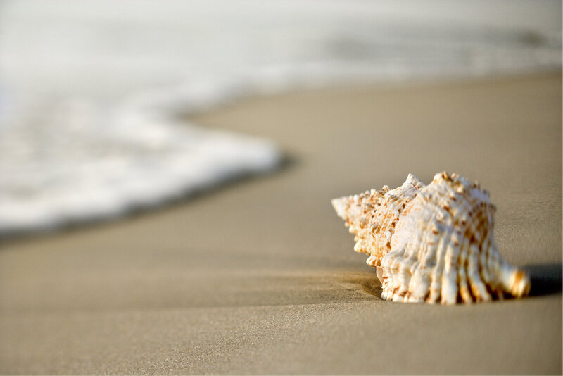 Seashell on Sandy Beach — Beige, Serene, Sunset