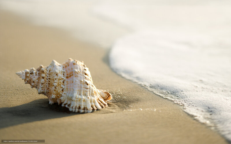 Seashell on Sandy Beach — Beige, Serene