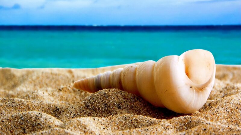 Seashell on Sandy Beach — Blue, Serene, Afternoon, Photograph, Sand