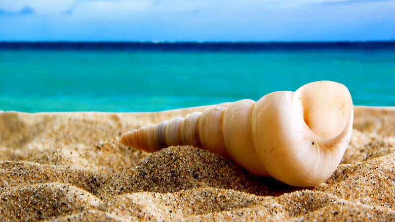 Seashell on Sandy Beach — Blue, Serene, Afternoon, Photograph