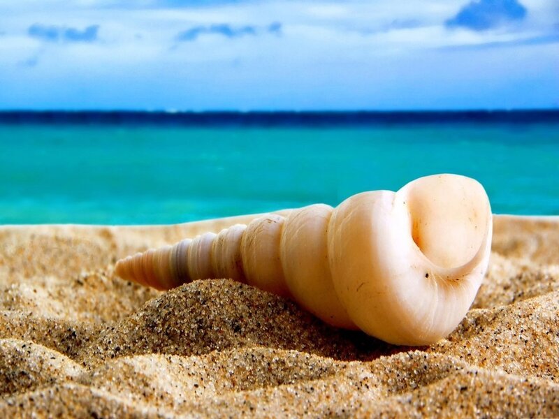 Seashell on Sandy Beach — Blue, Serene, Afternoon
