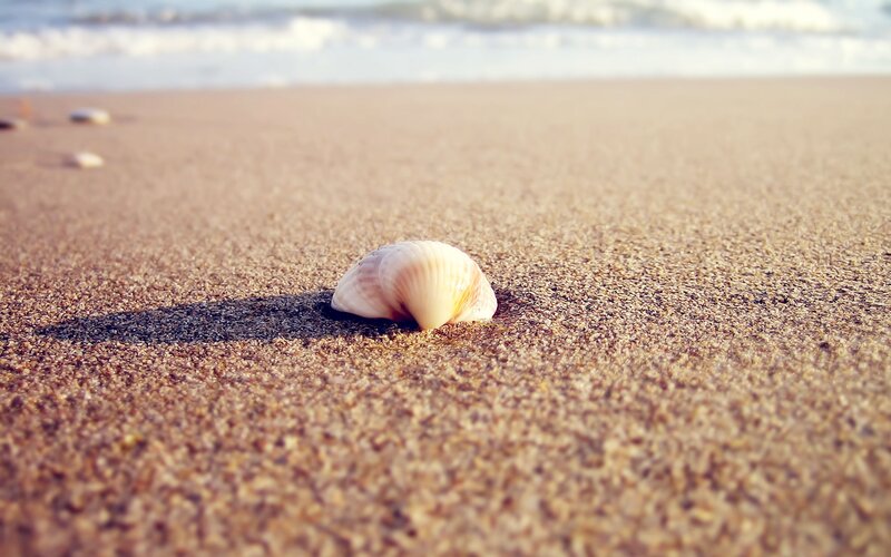 Seashell on Sandy Beach — Brown, Serene, Afternoon, Photograph, Sand
