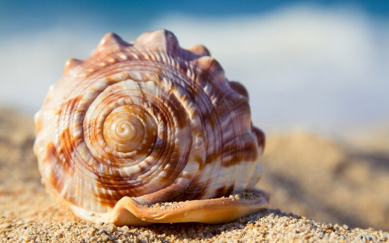 Seashell on Sandy Beach — Brown, Serene, Afternoon, Photograph